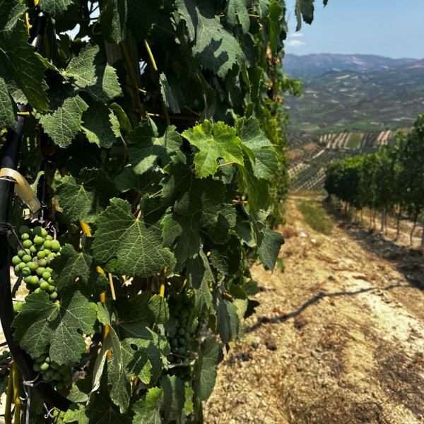 Greek Wine Prague
