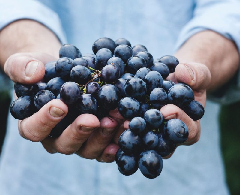 unique_grape_varieties_from_Greece_50